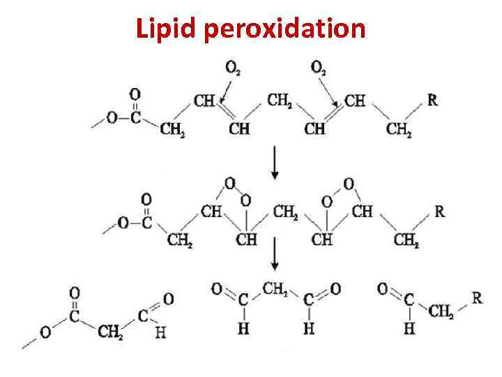 Lipid peroxidation 