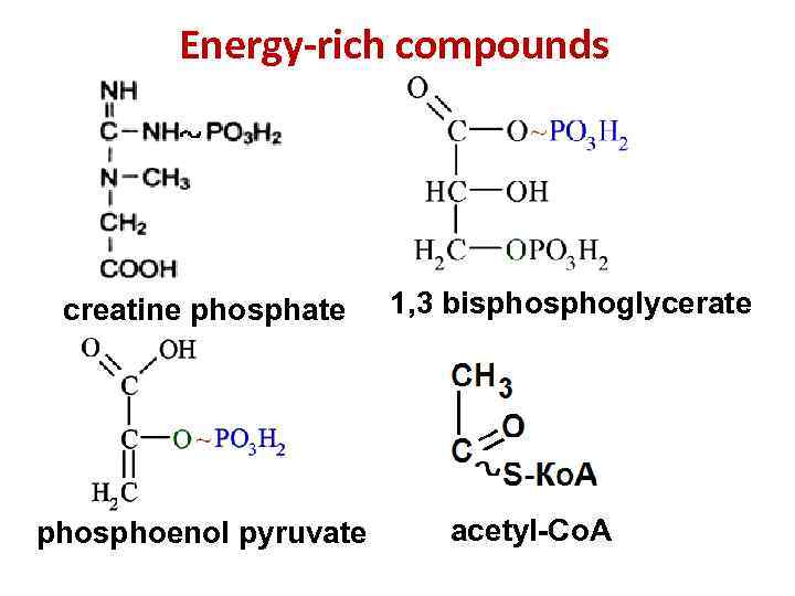 Energy-rich compounds creatine phosphate phosphoenol pyruvate 1, 3 bisphoglycerate acetyl-Co. A 