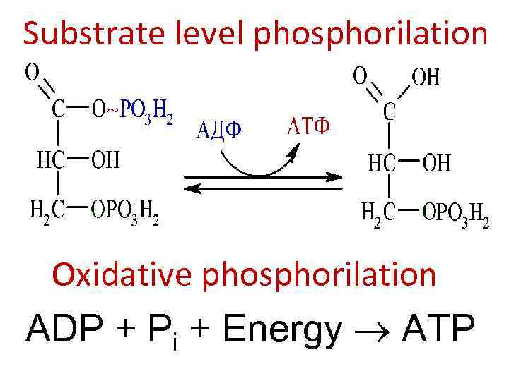 Substrate level phosphorilation Oxidative phosphorilation ADP + Pi + Energy ATP 