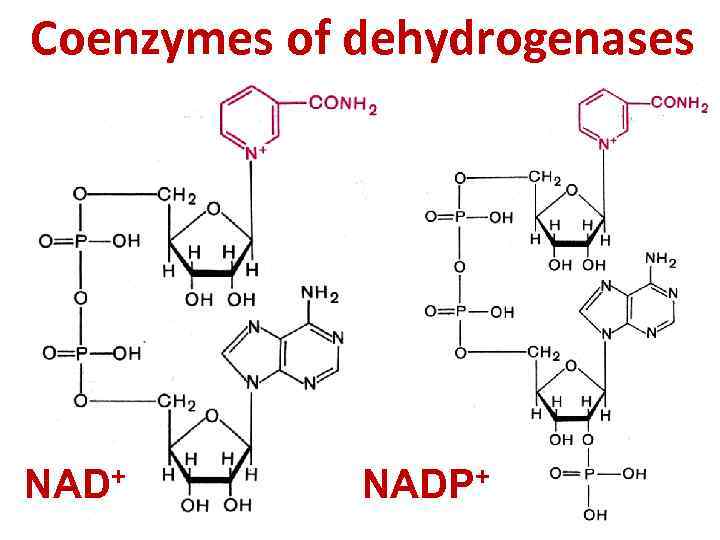 Coenzymes of dehydrogenases NAD+ NADP+ 