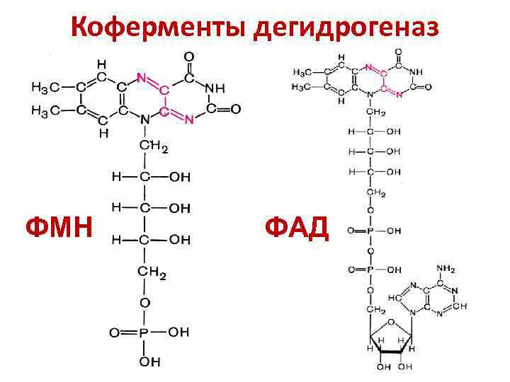 Коферменты дегидрогеназ ФМН ФАД 