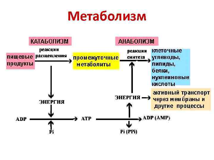 Метаболизм түрлері презентация