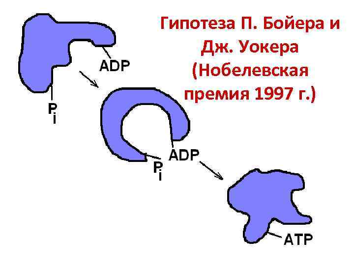 Гипотеза П. Бойера и Дж. Уокера (Нобелевская премия 1997 г. ) 