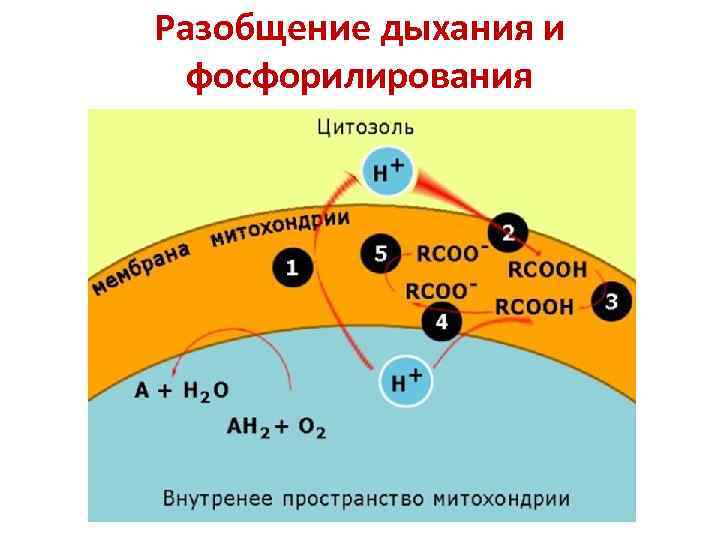 Разобщение дыхания и фосфорилирования 