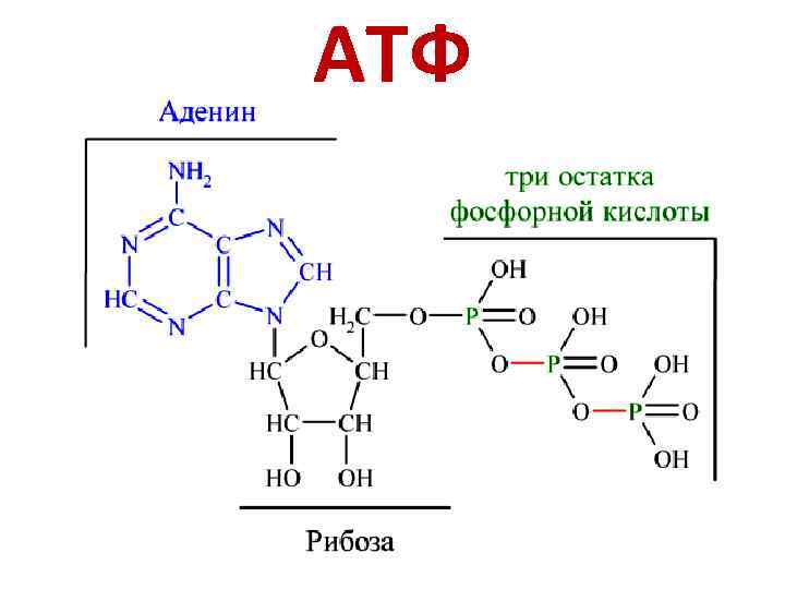 АТФ 