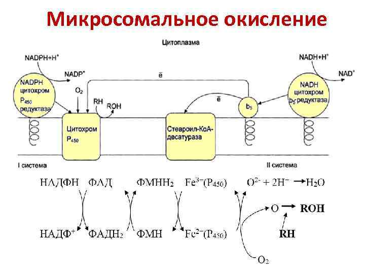 Микросомальное окисление 