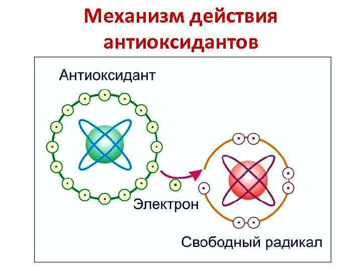 Механизм действия антиоксидантов 