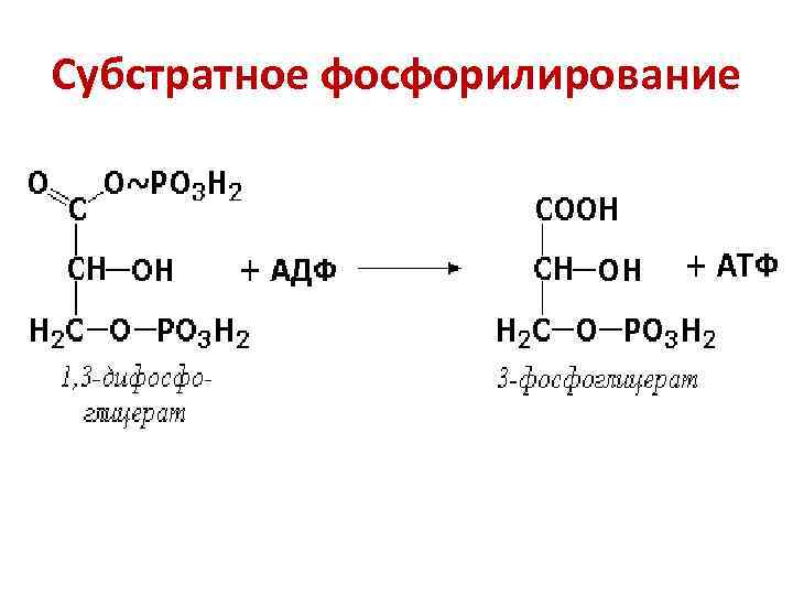 Субстратное фосфорилирование 