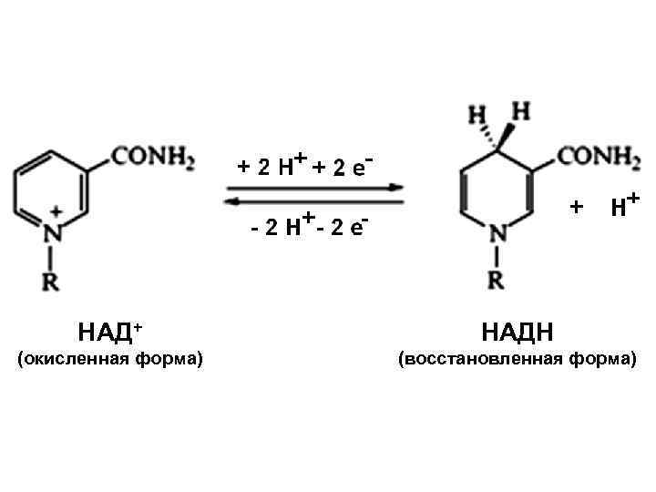 НАД+ НАДН (окисленная форма) (восстановленная форма) 