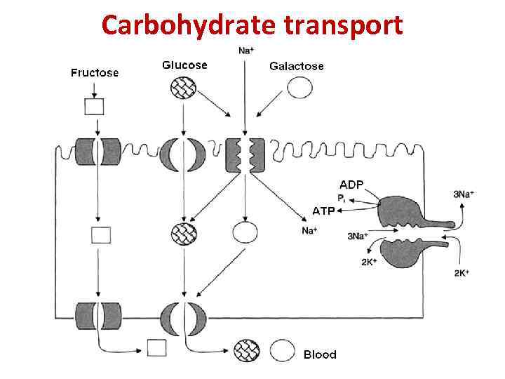 Carbohydrate transport 