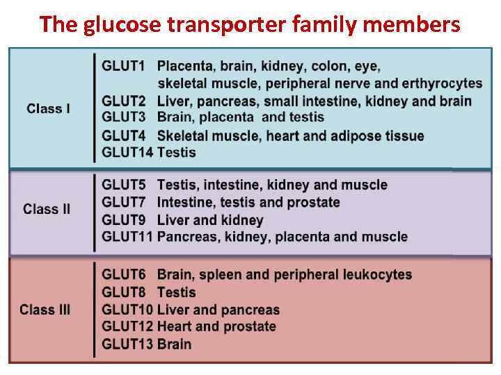 The glucose transporter family members 