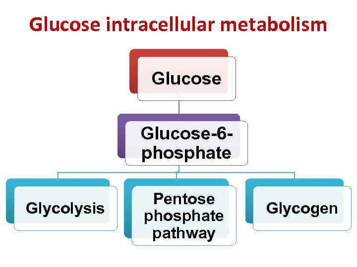 Glucose intracellular metabolism Glucose-6 phosphate Glycolysis Pentose phosphate pathway Glycogen 
