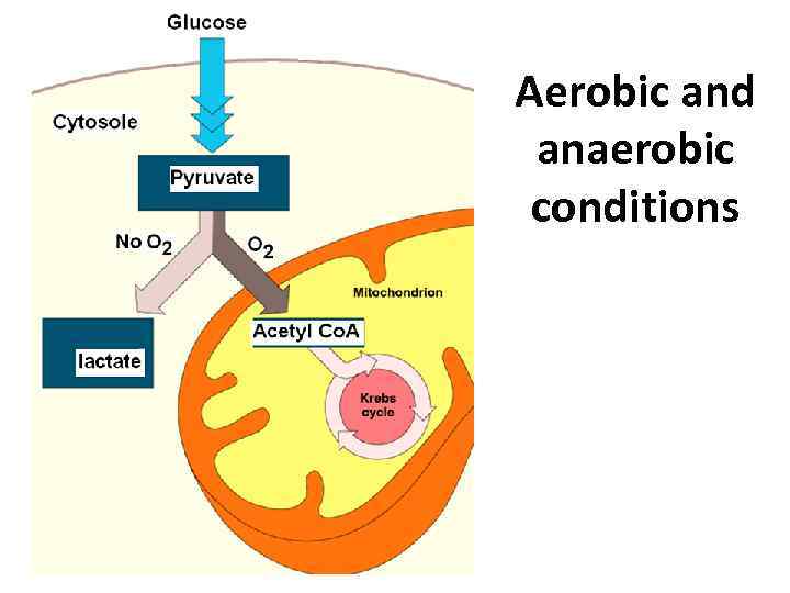 Aerobic and anaerobic conditions 