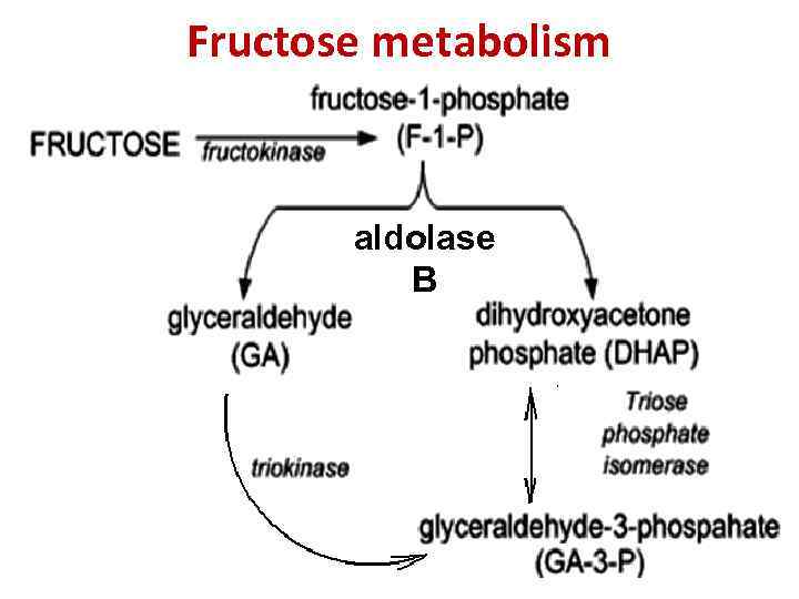 Fructose metabolism aldolase B 