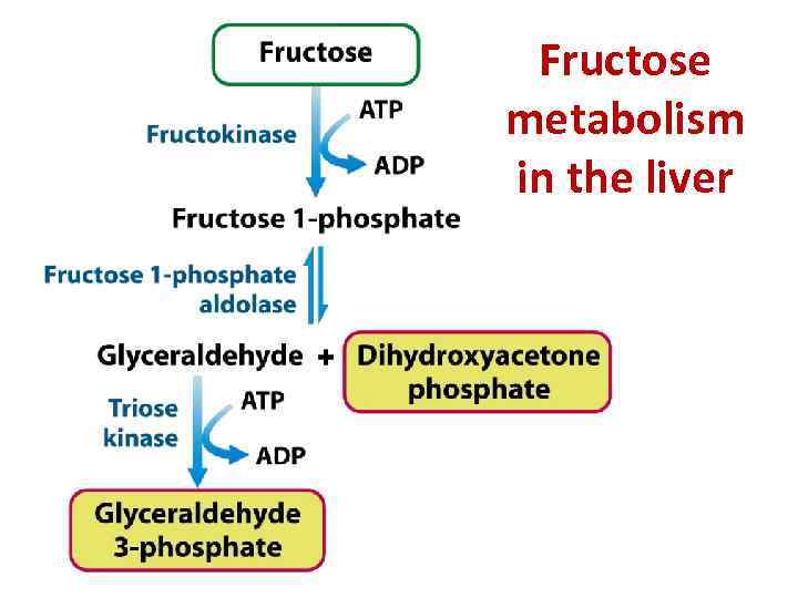 Fructose metabolism in the liver 