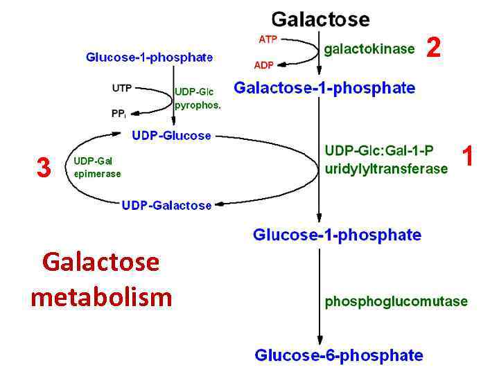 2 3 Galactose metabolism 1 