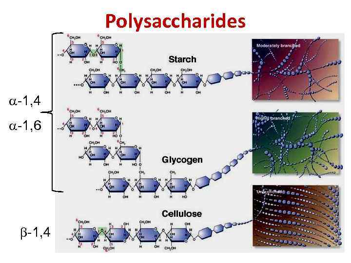Polysaccharides -1, 4 -1, 6 -1, 4 
