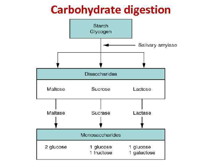 Carbohydrate digestion 