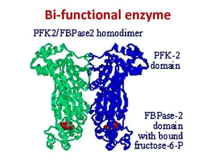 Bi-functional enzyme 