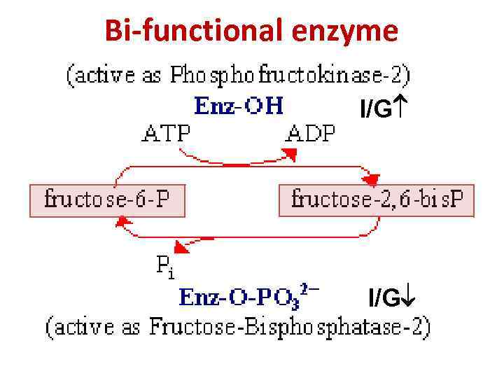 Bi-functional enzyme I/G 