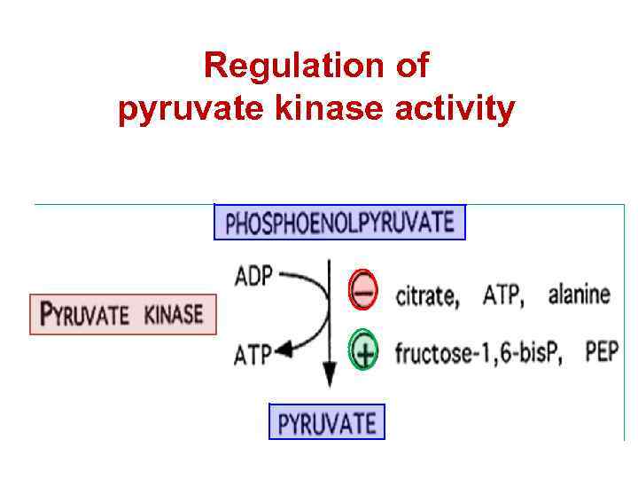 Regulation of pyruvate kinase activity 