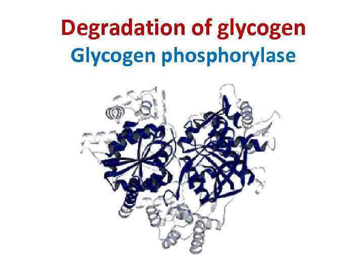 Degradation of glycogen Glycogen phosphorylase 