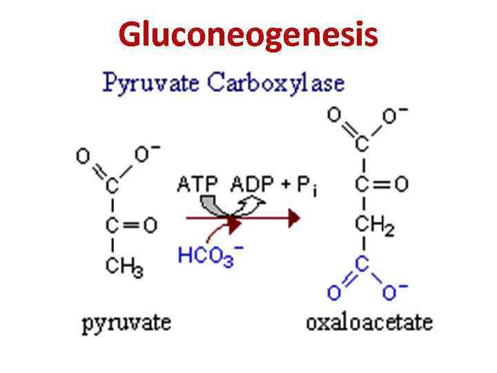 Gluconeogenesis 