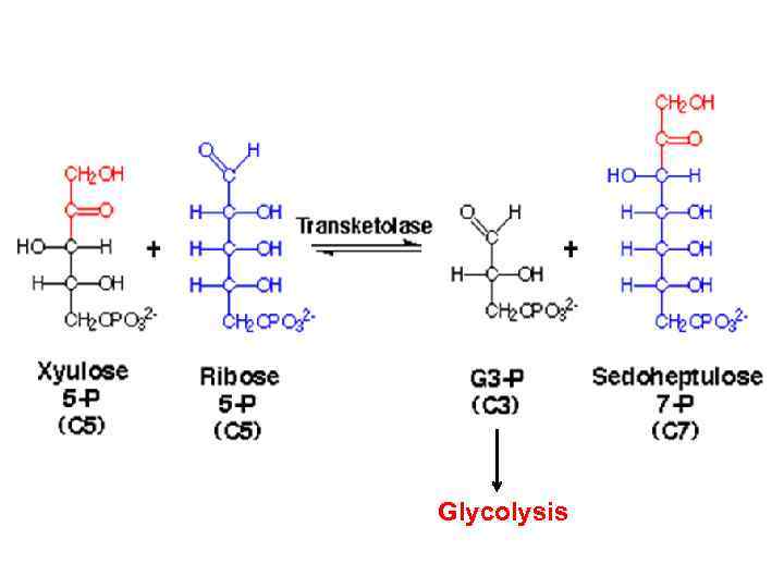 Glycolysis 