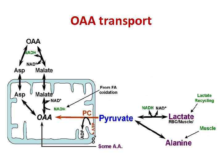 OAA transport 