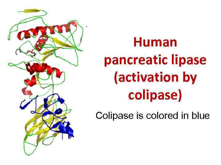 Human pancreatic lipase (activation by colipase) Colipase is colored in blue 