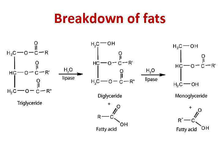 Breakdown of fats 