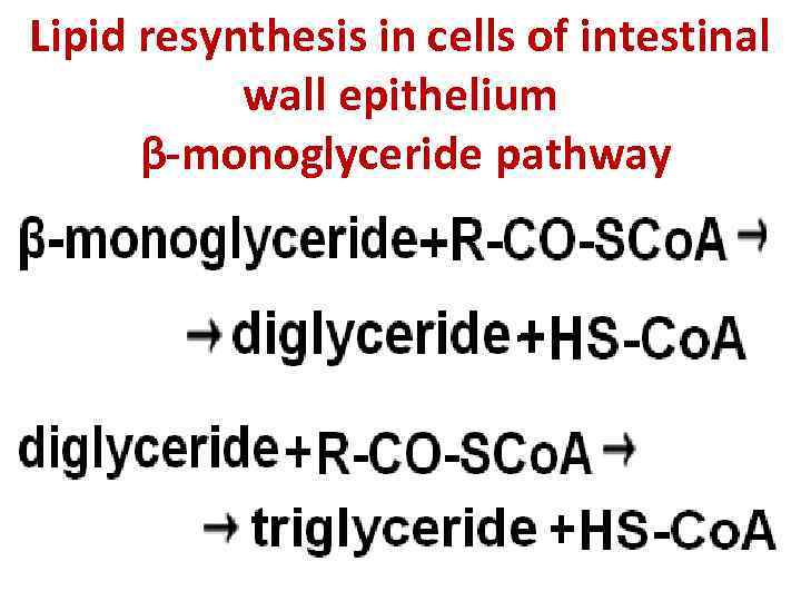 Lipid resynthesis in cells of intestinal wall epithelium β-monoglyceride pathway 