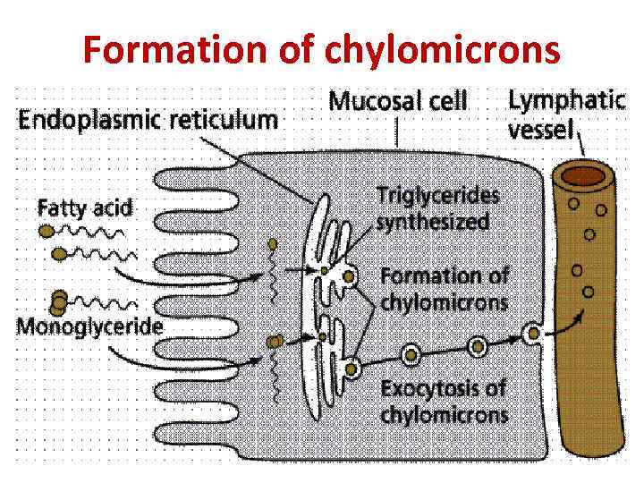 Formation of chylomicrons 