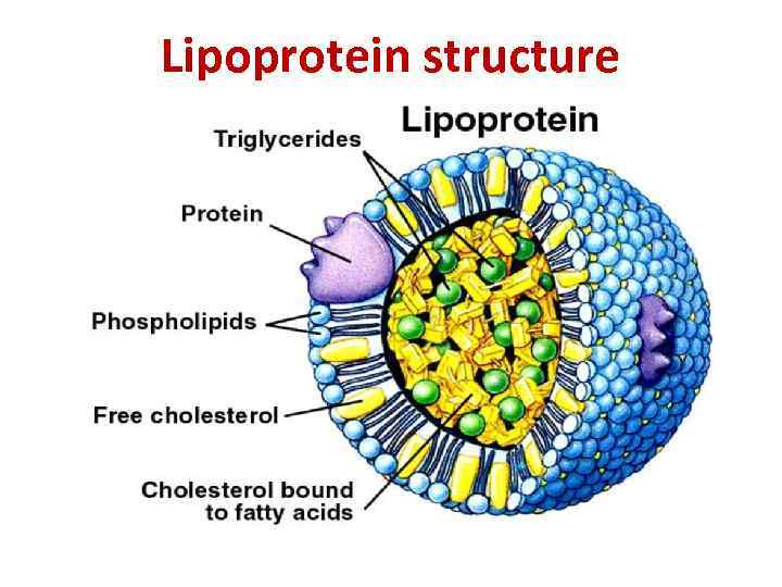 Lipoprotein structure 