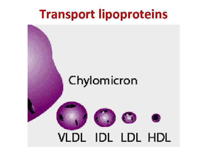 Transport lipoproteins 