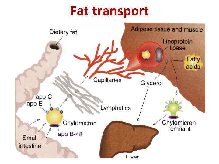 Fat transport 