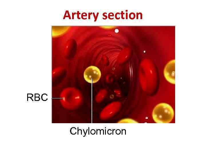 Artery section RBC Chylomicron 