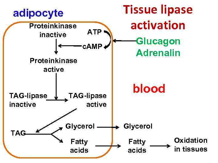 adipocyte Proteinkinase inactive АТP c. АМP Proteinkinase active ТАG-lipase inactive ТАG-lipase active Tissue lipase