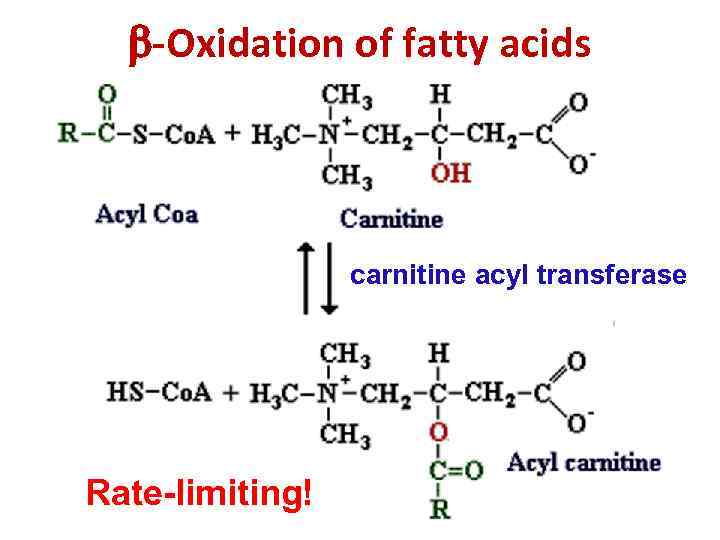  -Oxidation of fatty acids carnitine acyl transferase Rate-limiting! 