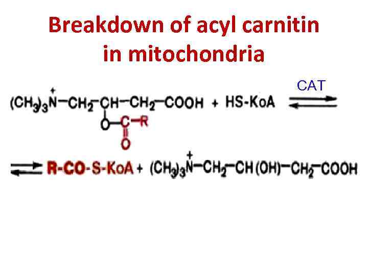 Breakdown of acyl carnitin in mitochondria CAT 