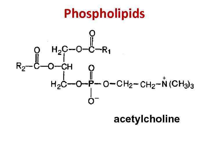 Phospholipids acetylcholine 