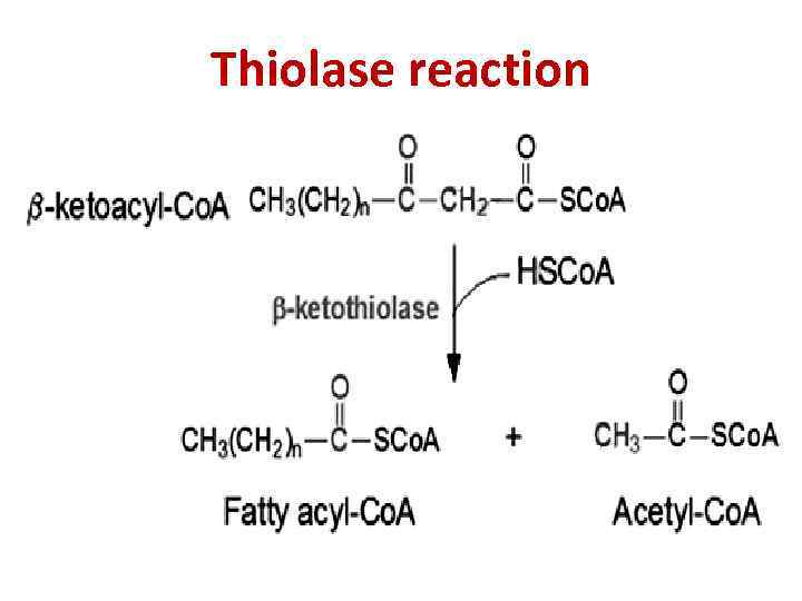 Thiolase reaction 