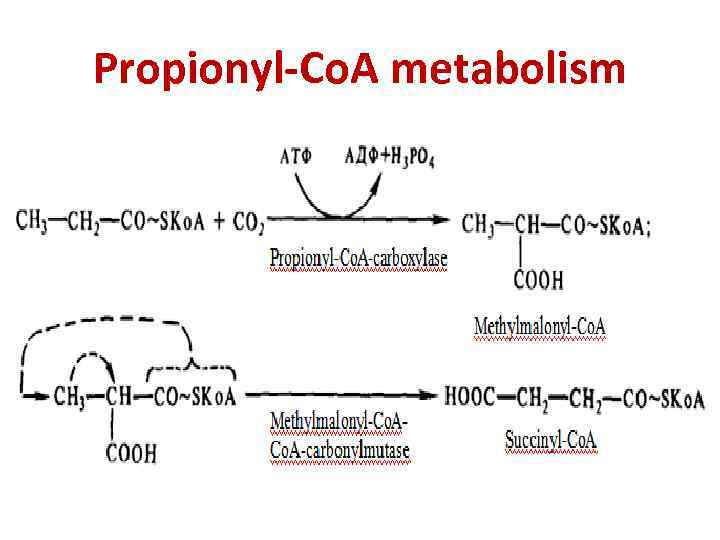 Propionyl-Co. A metabolism 