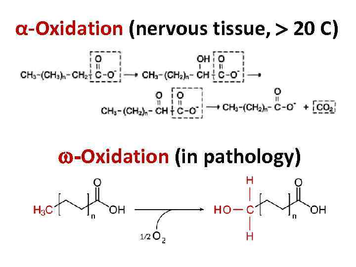 α-Oxidation (nervous tissue, 20 С) -Oxidation (in pathology) 