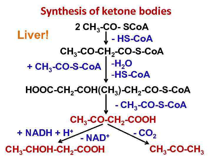 Synthesis of ketone bodies 2 CH 3 -CO- SCо. А Liver! - HS-Cо. А