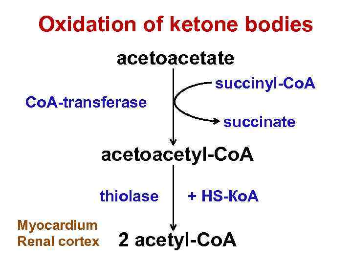 Oxidation of ketone bodies acetoacetate succinyl-Co. A-transferase succinate acetoacetyl-Co. A thiolase Myocardium Renal cortex