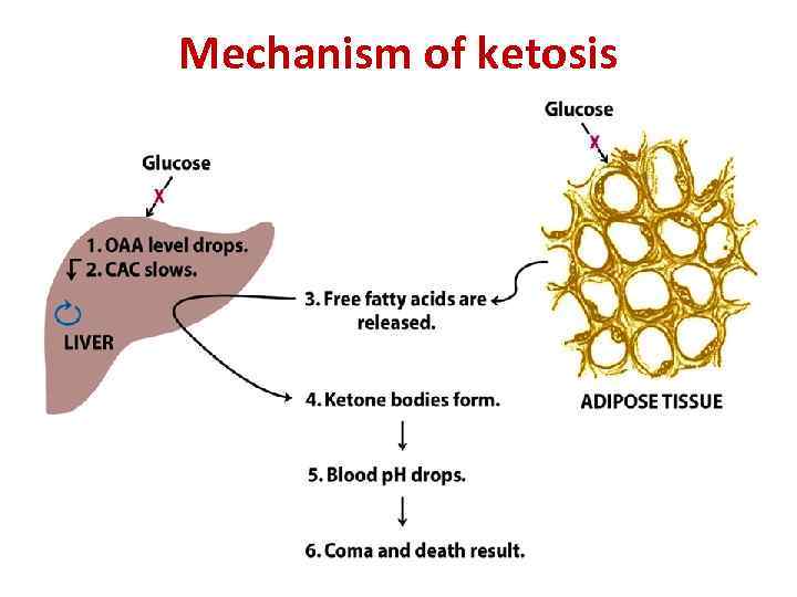 Mechanism of ketosis 