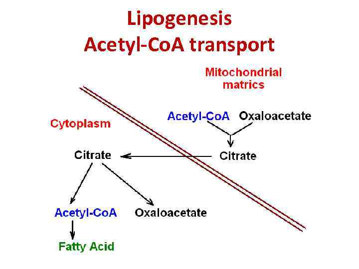 Lipogenesis Acetyl-Co. A transport 