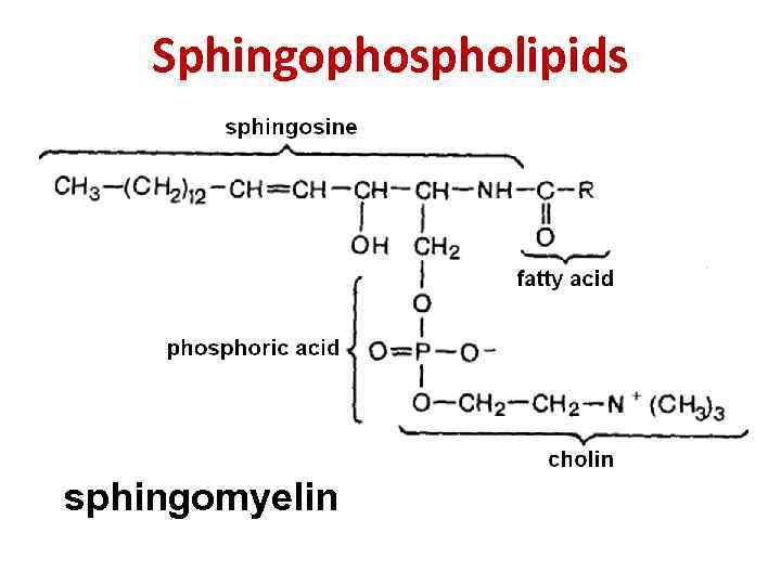 Sphingophospholipids sphingomyelin 