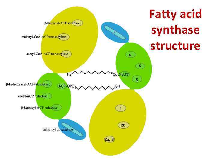 Fatty acid synthase structure 